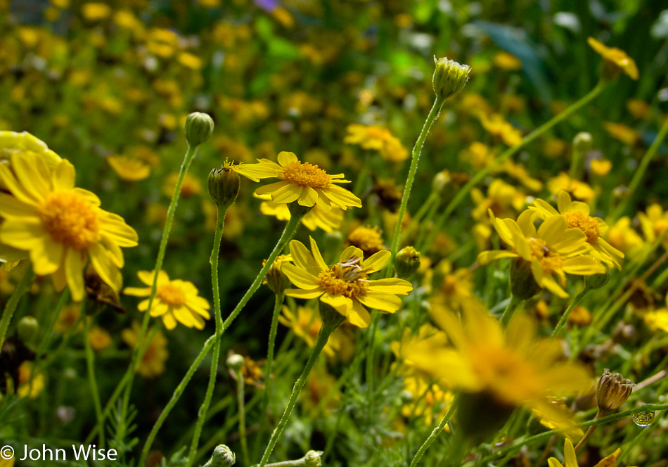 Desert Botanical Garden with Jutta John Wise