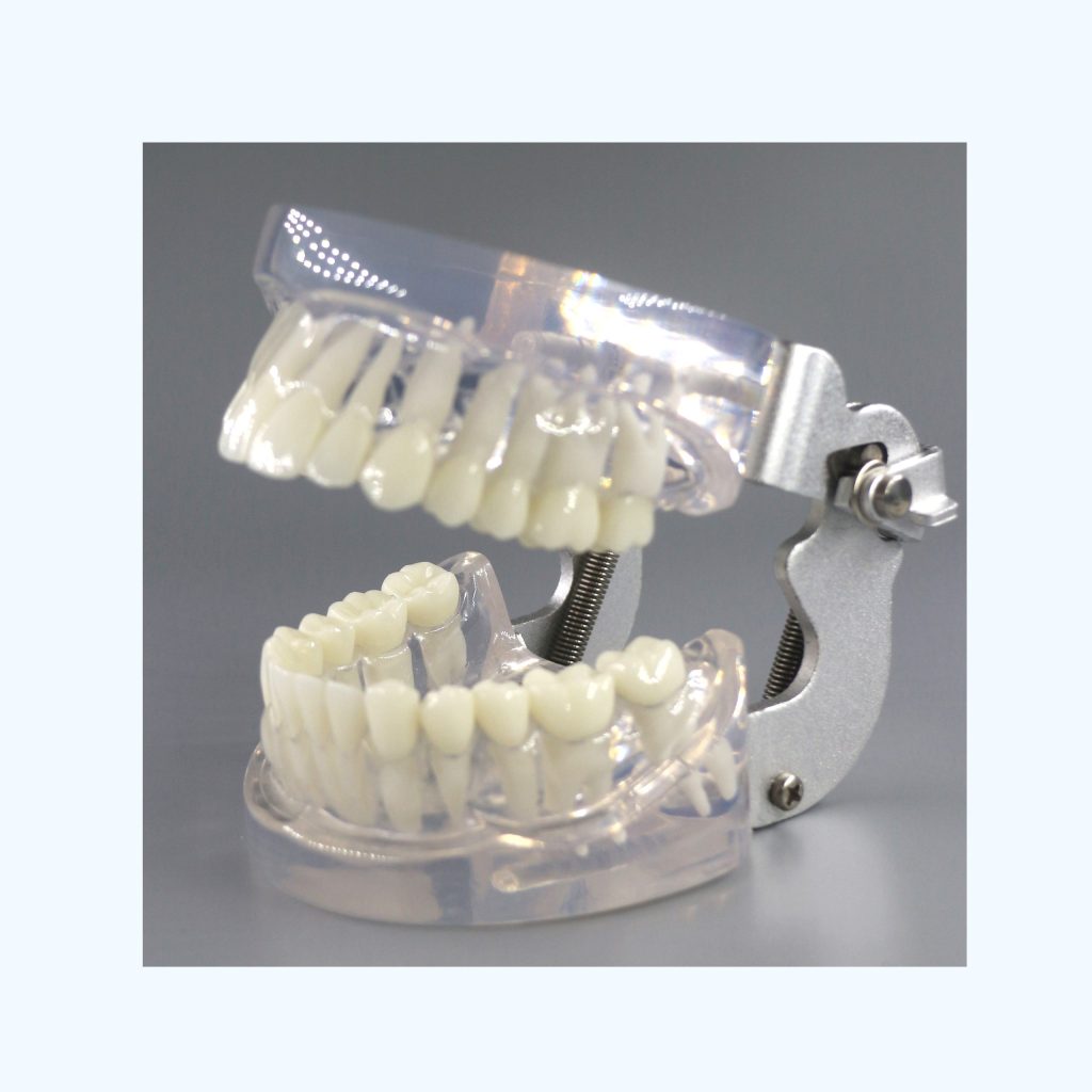 dental education models Jojenmodeldental model teeth,dental simulation, dental phantom head