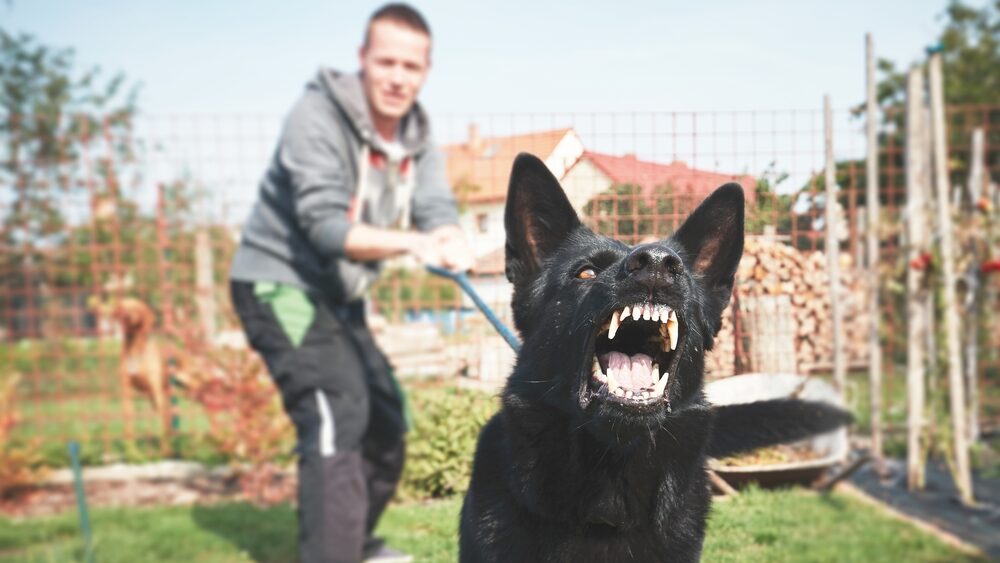 How Much Can I Sue For a Dog Bite in NJ? Bramnick Law
