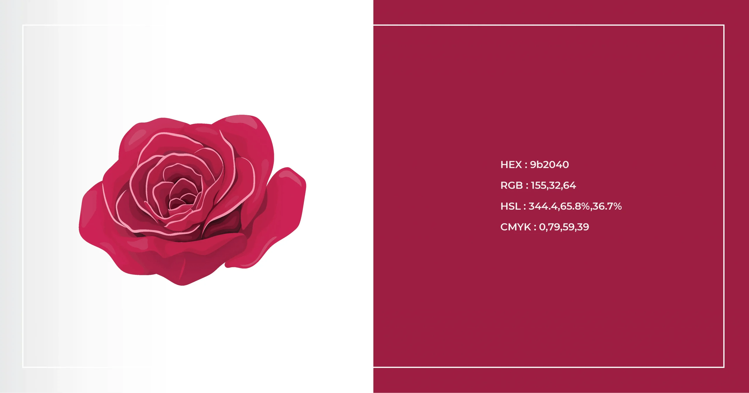 Rose Color Code Discover the Meaning Behind Rose Colors