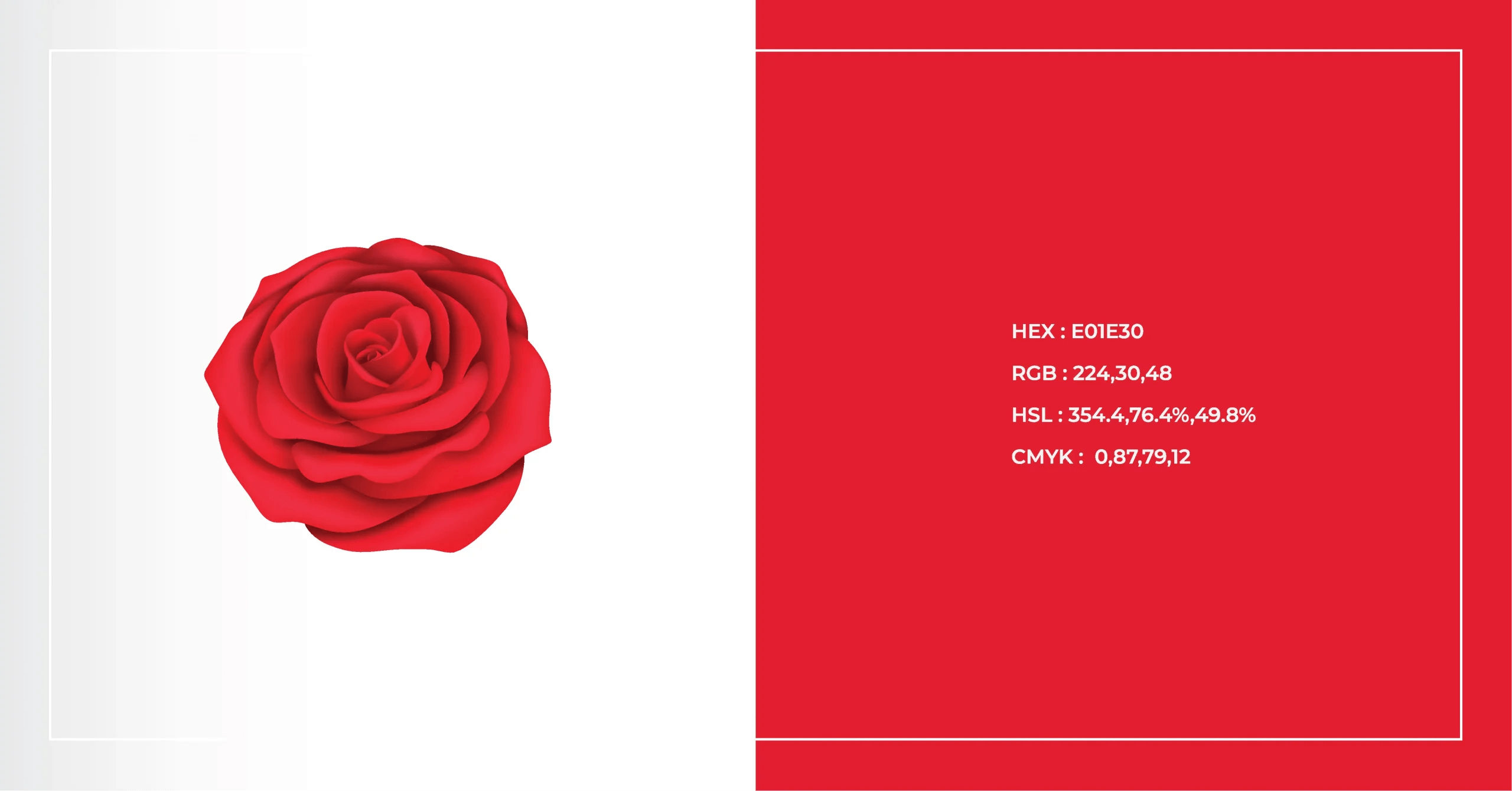 Rose Color Code Discover the Meaning Behind Rose Colors