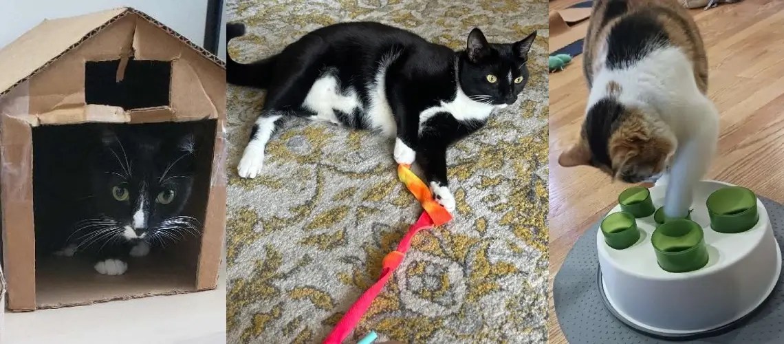 How to Play with Cats Fun Cat Activities Jordan's Pet Care