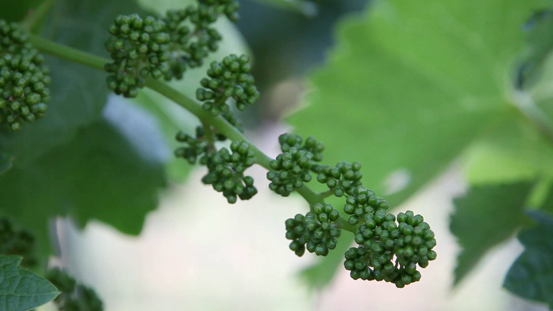 Grape Flowers A Season in the Vineyard Journey of Jordan