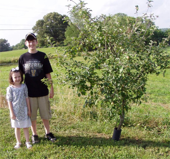 Heirloom Apple Trees