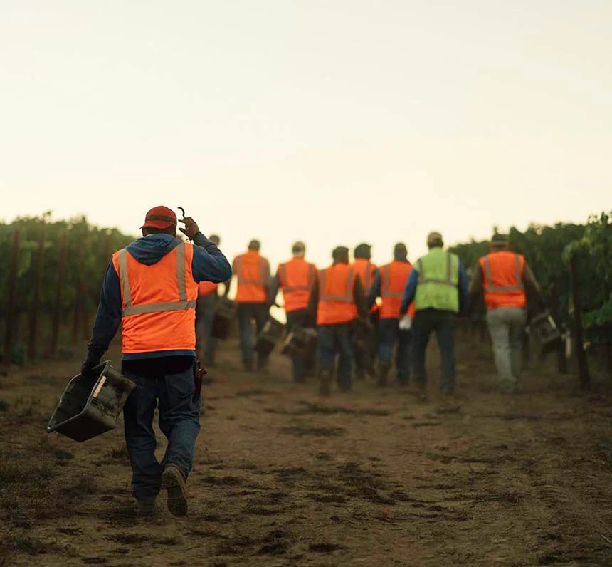 Oven Roasted Maitake Mushroom recipe