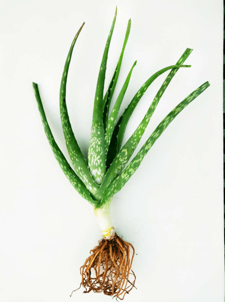 Aloe Vera Bare Root Plant Josh's Jungle