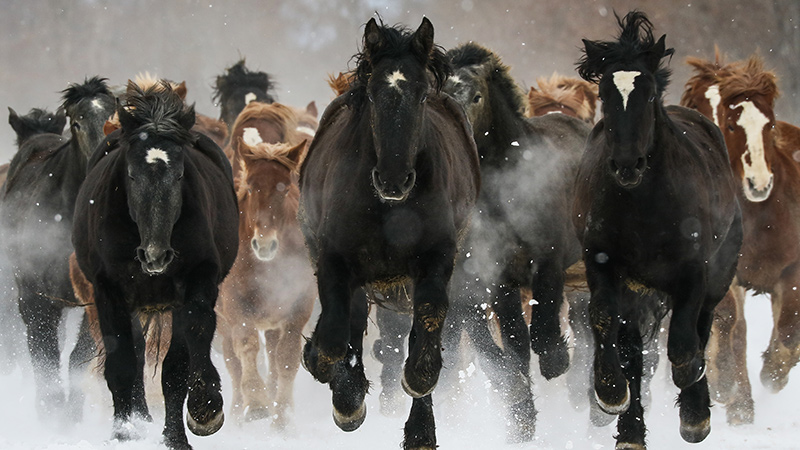 走る馬 2のイラスト素材 [79807844] - Pixta 馬が１日に走れる距離は？どのくらい？時速何キロで走る？ — | 乗馬用品ジョセスの記事一覧