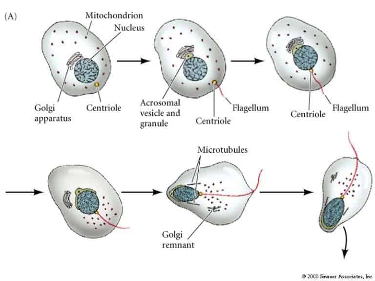 Centriole Functions and Structure in Plant and Animal Cells Jotscroll
