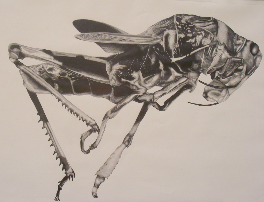 Artist’s Notes Drawing on 18thCentury Natural History by Chris Otley Journal18 a journal