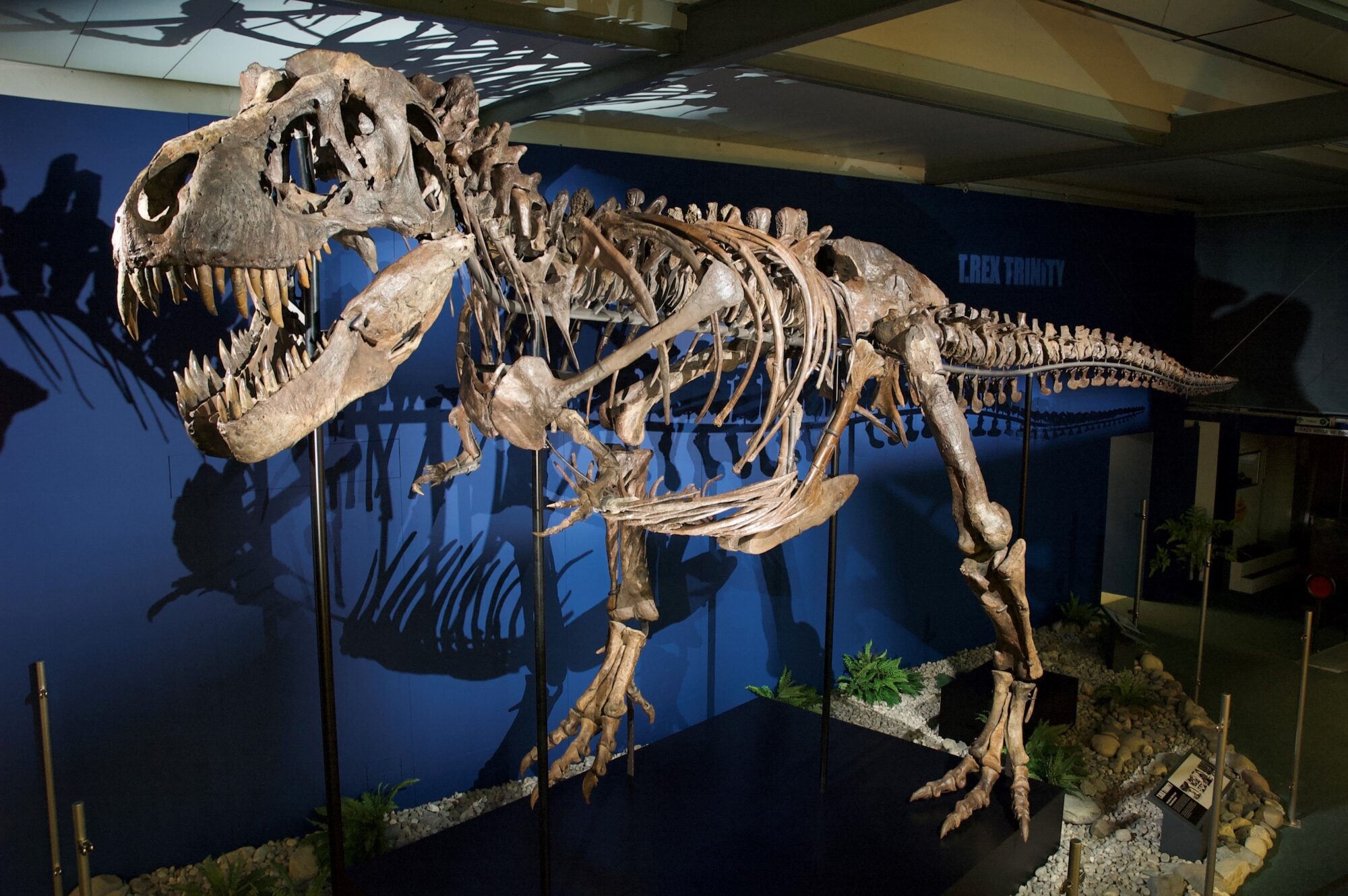 Dinosaurs under the hammer Journalismfund Europe