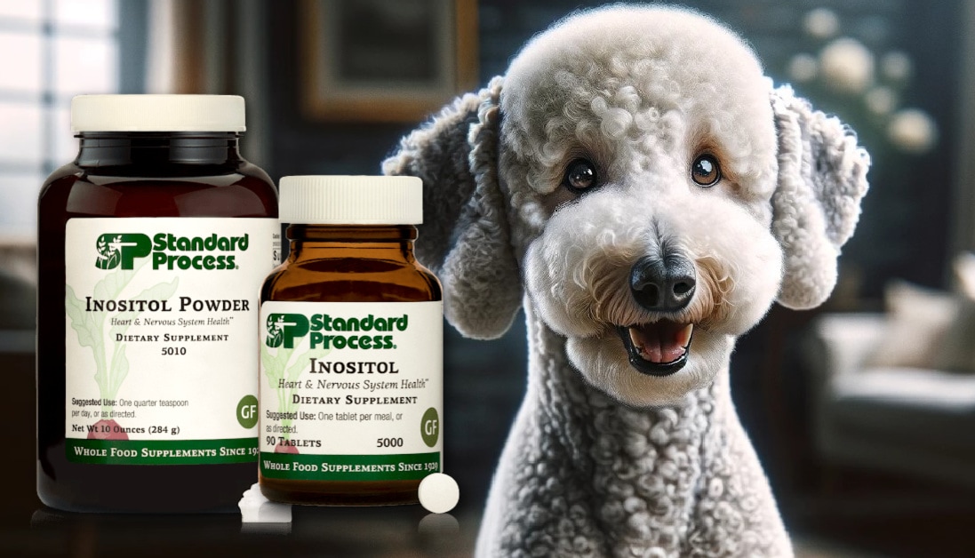 Inositol by Standard Process for Dogs A Vet’s Approach to Nervous System and Coat Health