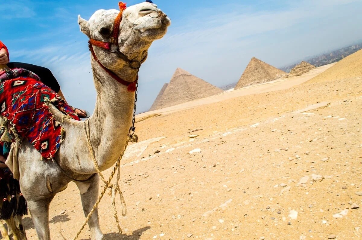 Old craftsman is plastering the board wall, workman in the helmet is plastering the wall at the house, back view of industrial worker with plastering tools, old man worker. Egypt Scam At The Giza Pyramids Beware The Camels
