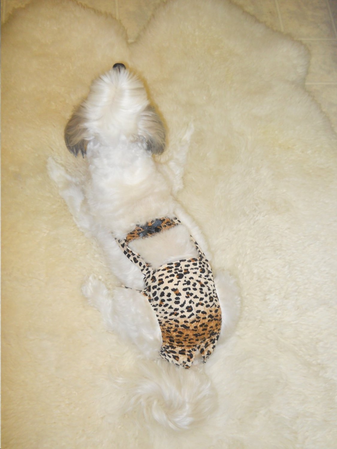 Wild Pants For Dogs Joybies™ Pet Store for Dogs and Cats