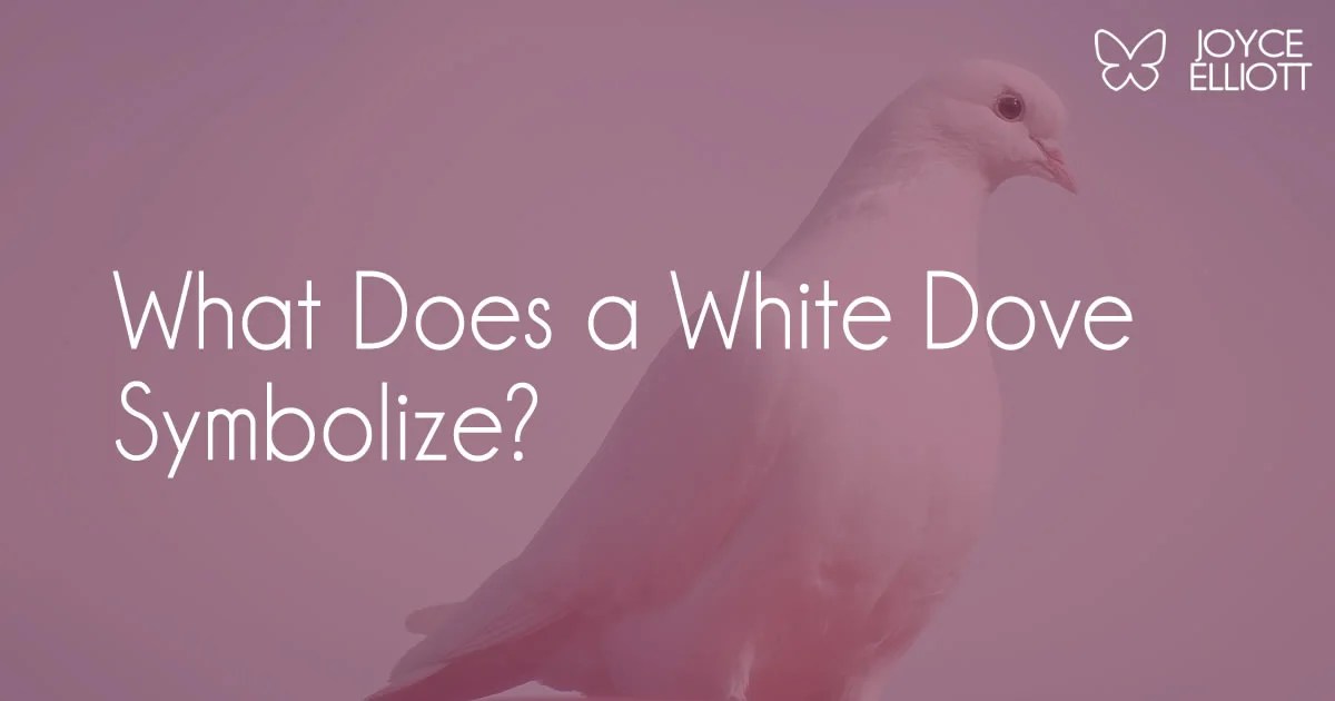 What Does a White Dove Symbolize? 5 Meanings Discovered Joyce Elliott