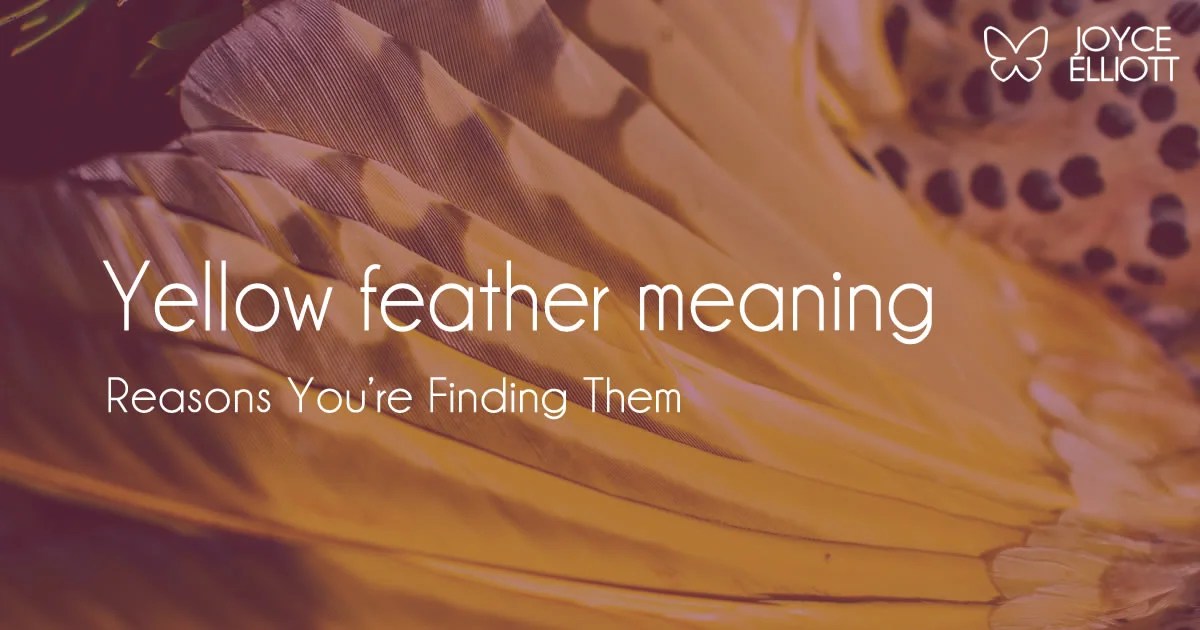 Yellow feather meaning 8 Powerful Reasons You're Finding Them Joyce
