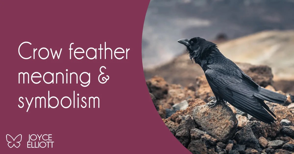 Crow Feather Meaning & Symbolism 5 Incredible Messages Joyce Elliott