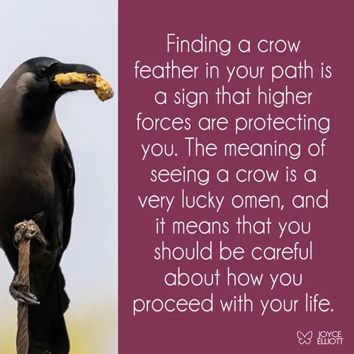Crow Feather Meaning & Symbolism 5 Incredible Messages Joyce Elliott