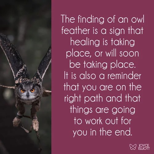 Owl Feather Meaning & Symbolism 8 Strong Messages Joyce Elliott