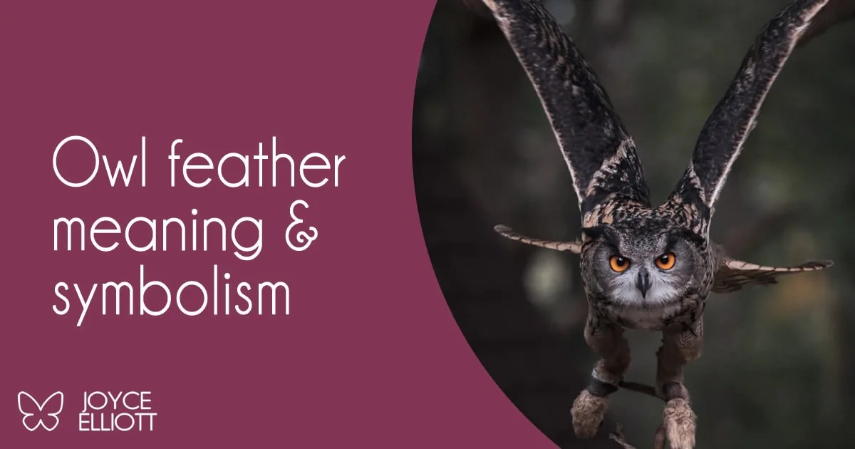 Owl Feather Meaning & Symbolism 8 Strong Messages Joyce Elliott