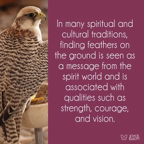 Hawk Feather Meaning & Symbolism A Strong Sign Of Spiritual Awareness