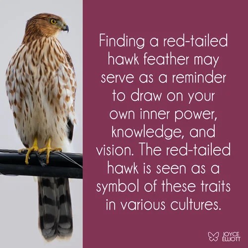 RedTailed Hawk Feather Meaning 4 Powerful Divine Messages Joyce Elliott