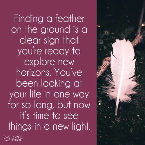 Finding Feathers On The Ground 9 Powerful Meanings You Shouldn't