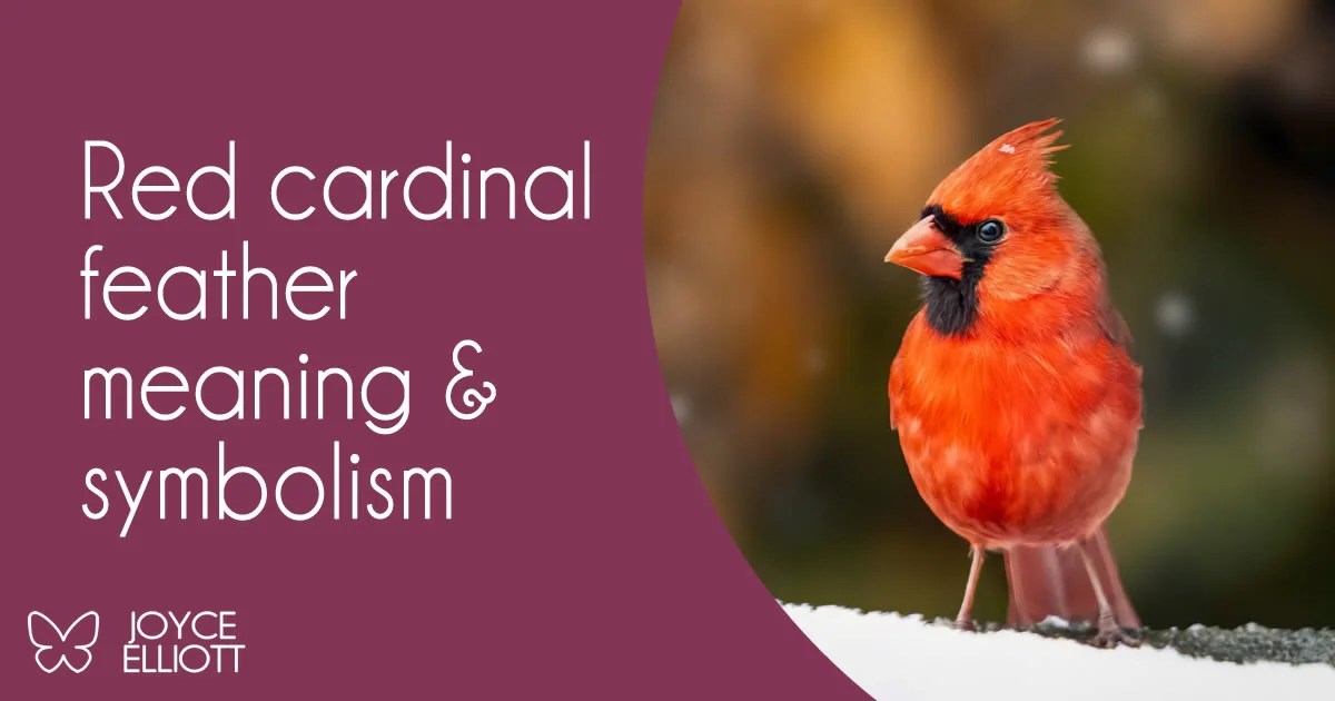 Cardinal Feather Meaning 7 Powerful Symbols And Divine Messages