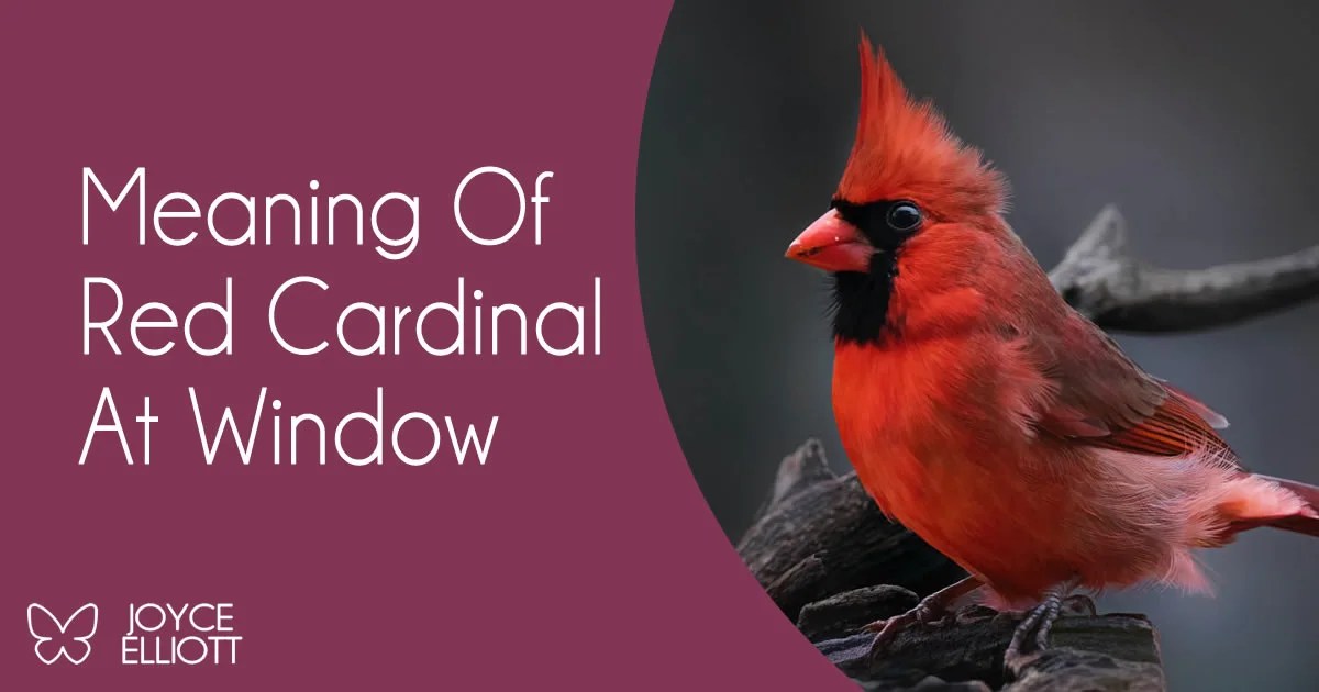 Meaning Of Red Cardinal At Window 13 Undeniable Explanations Joyce