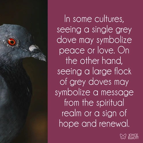 What does it mean when a grey dove visits you? 7 Surprising Messages