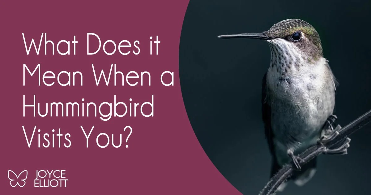 What Does it Mean When a Hummingbird Visits You? 7 Clear Meanings