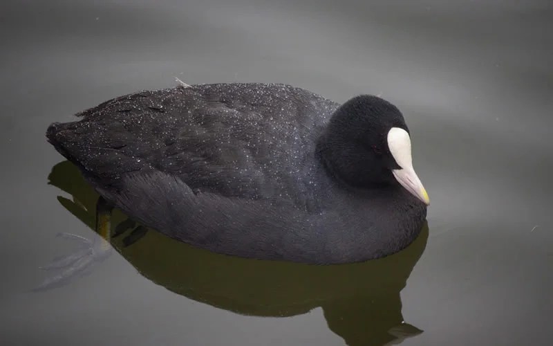 Duck Symbolism & Unbelievable Meanings In 7 Different Cultures Across