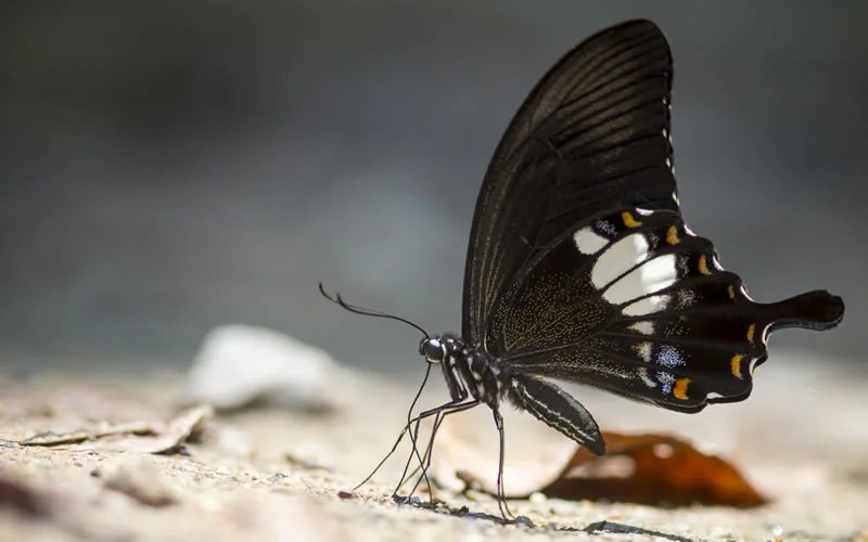 Animals That Symbolize Death 25 Creatures With Grim Message Joyce