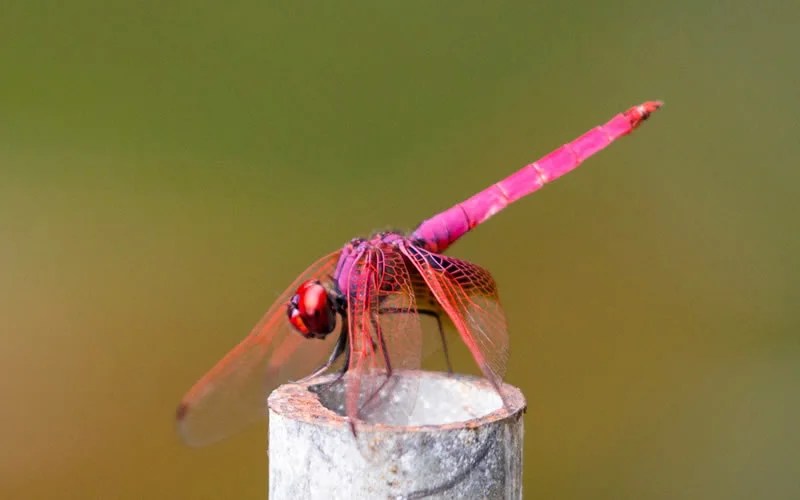 Animals That Symbolize Death 25 Creatures With Grim Message Joyce