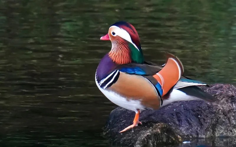 Duck Symbolism & Unbelievable Meanings In 7 Different Cultures Across