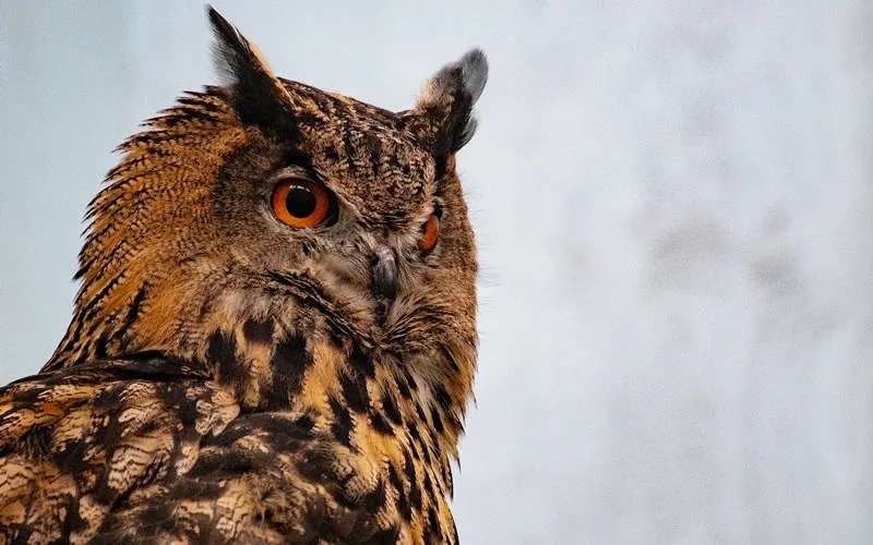 Animals That Symbolize Death 25 Creatures With Grim Message Joyce