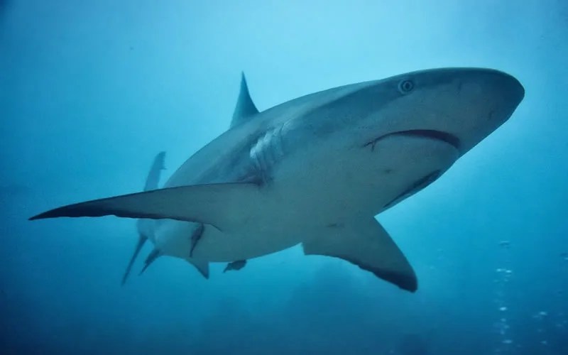 Animals That Symbolize Strength 22 Majestic & Powerful Creatures