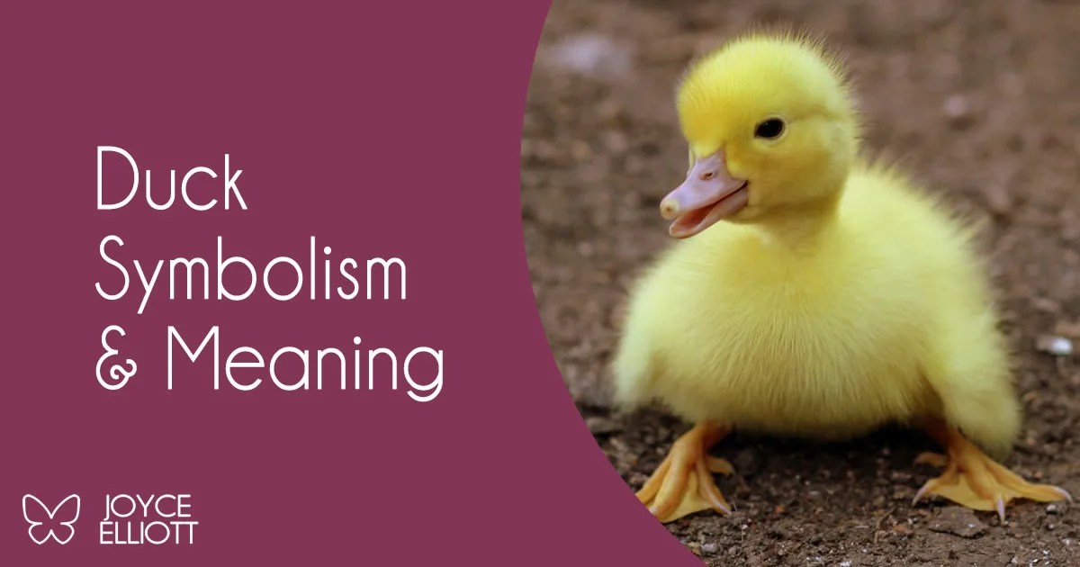 Duck Symbolism & Unbelievable Meanings In 7 Different Cultures Across