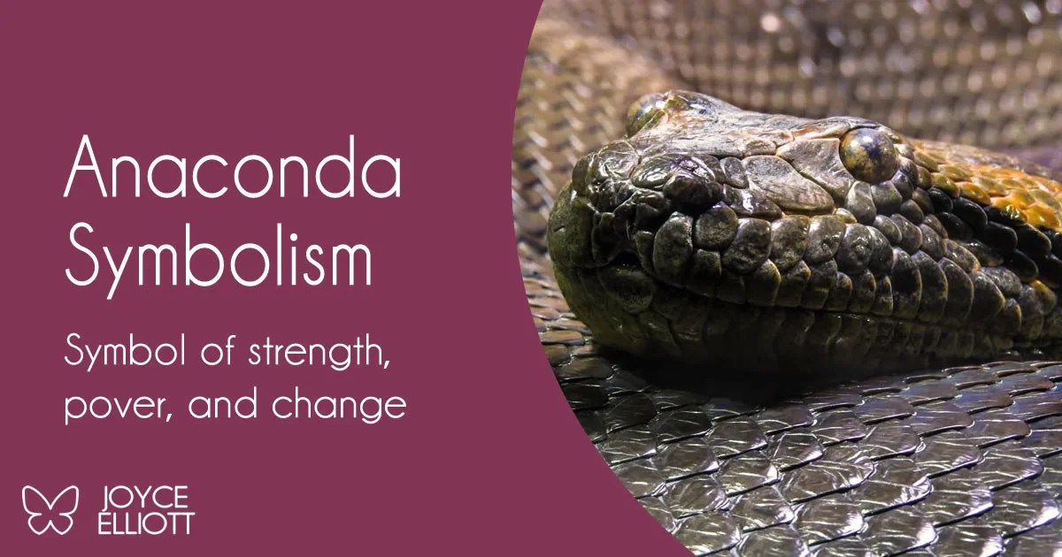 Anaconda Symbolism & Meaning 3 Main Symbols Of This Powerful Creature