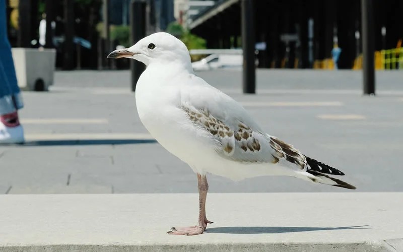 30 Animals That Symbolize Love Incredible Symbols Of Unconditional Devotion Joyce Elliott