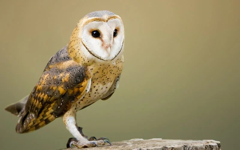 30 Animals That Symbolize Love Incredible Symbols Of Unconditional Devotion Joyce Elliott