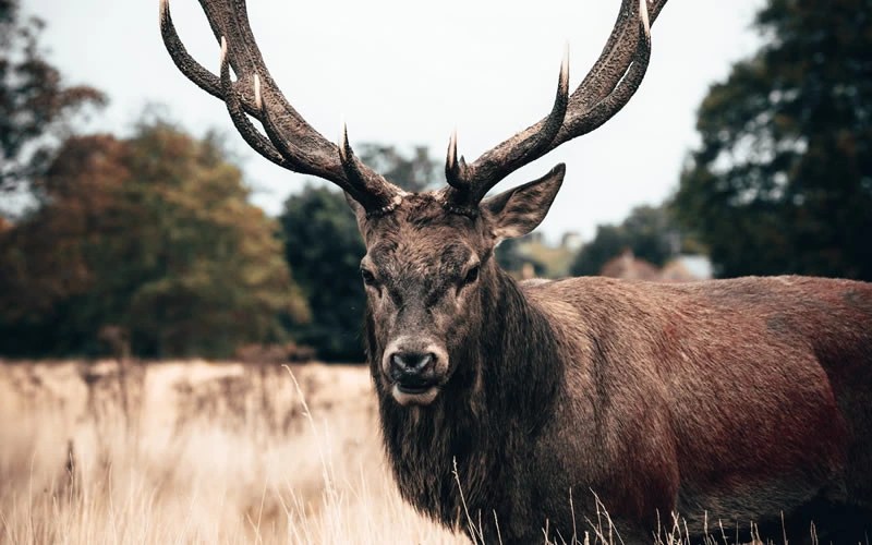 30 Animals That Symbolize Love Incredible Symbols Of Unconditional Devotion Joyce Elliott