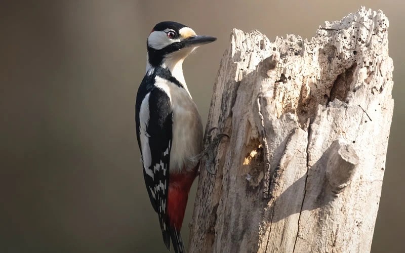 What Animals Symbolize Determination? 17 Amazing Creatures That Endure