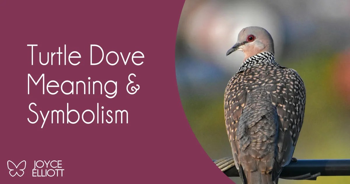 Turtle Dove Symbolism 3 Powerful Messages Of Peace & Harmony Joyce