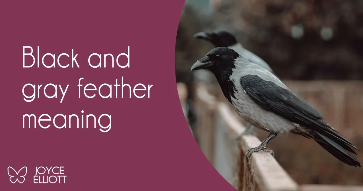 Black And Gray Feather Meaning What They're Trying to Tell You