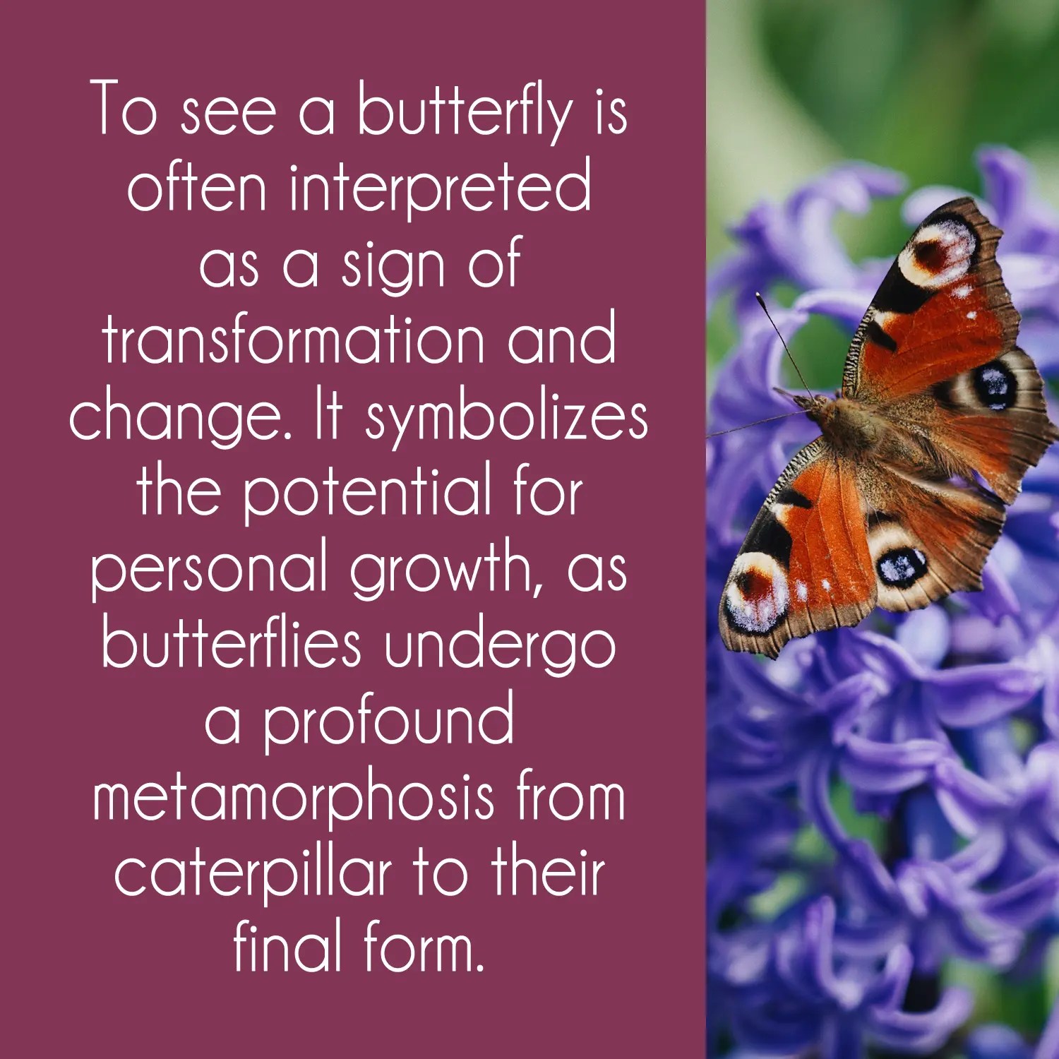 Meaning Of Butterfly Colors 17 Remarkable Colors Explained Joyce Elliott
