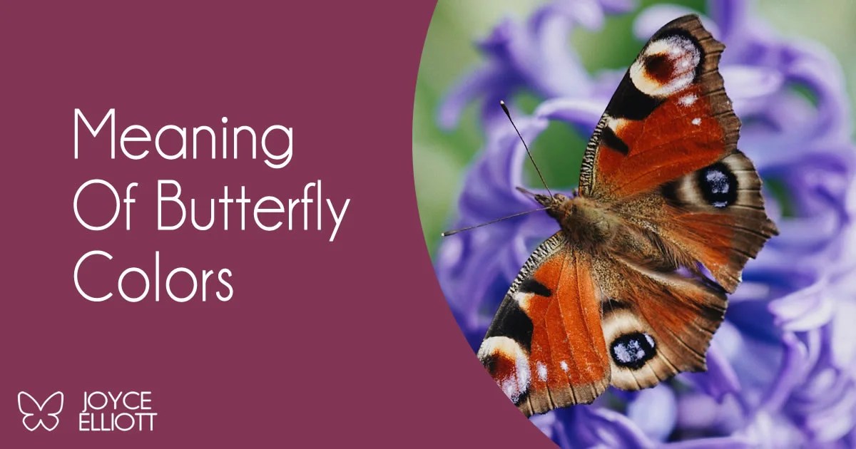 Meaning Of Butterfly Colors 17 Remarkable Colors Explained Joyce Elliott