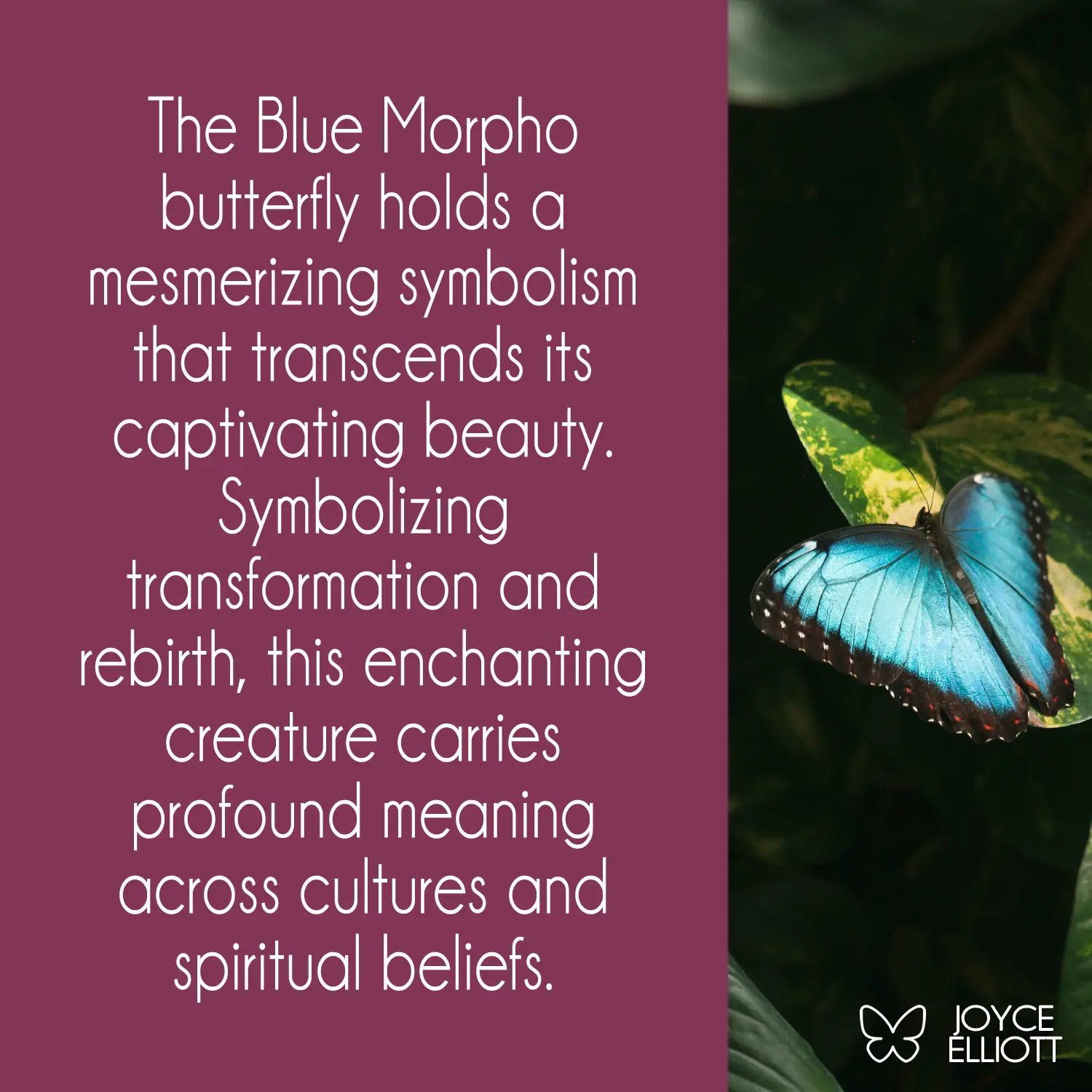Blue Morpho Butterfly Meaning The Sacred Messenger of the Rainforest