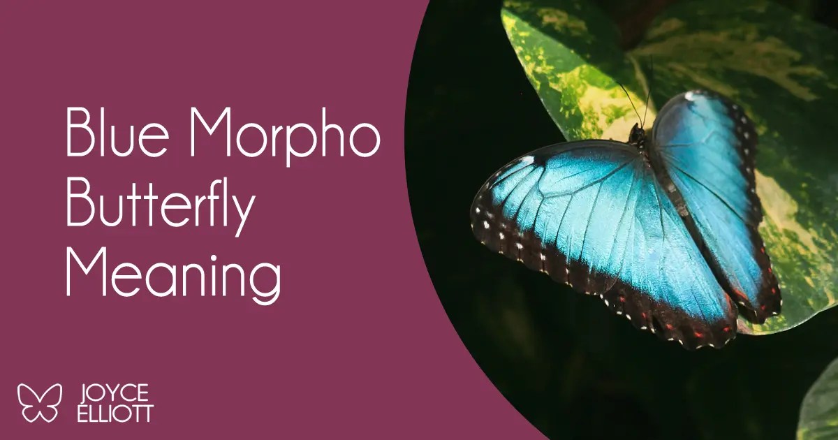 Blue Morpho Butterfly Meaning The Sacred Messenger of the Rainforest