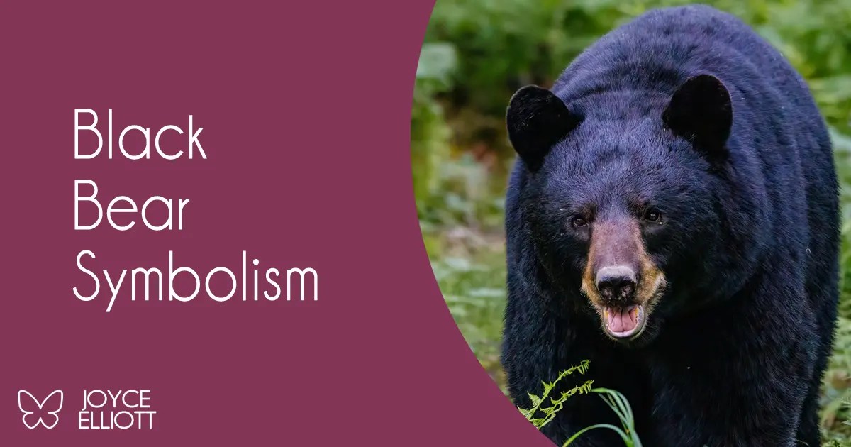 Black Bear Symbolism Unmasked Discover 7 Powerful Insights and