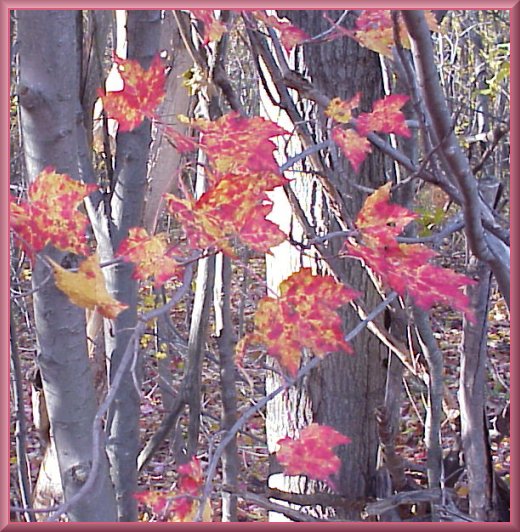 Cummiskey Cemetery, Wilmot Township, Bradford County PA 1999